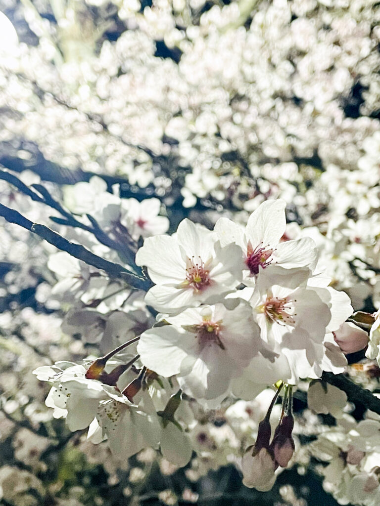 Route196Design公式サイトリニューアルしました